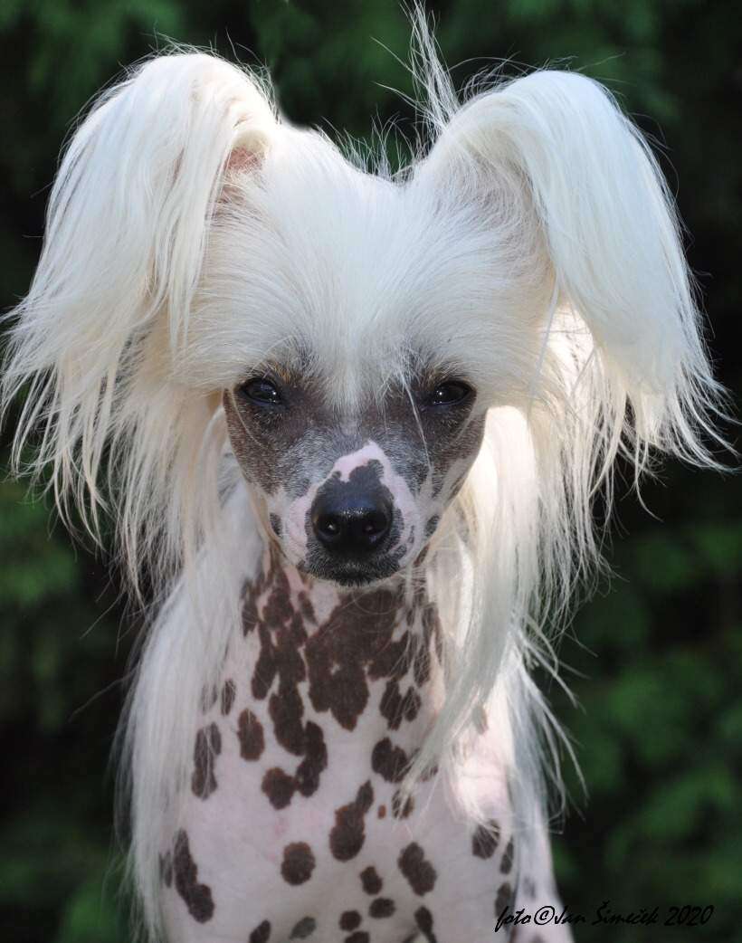 Cristine  Modry kvet