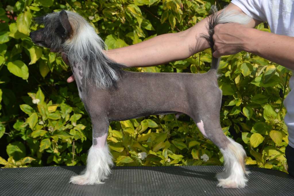 Landkris Don Delicious