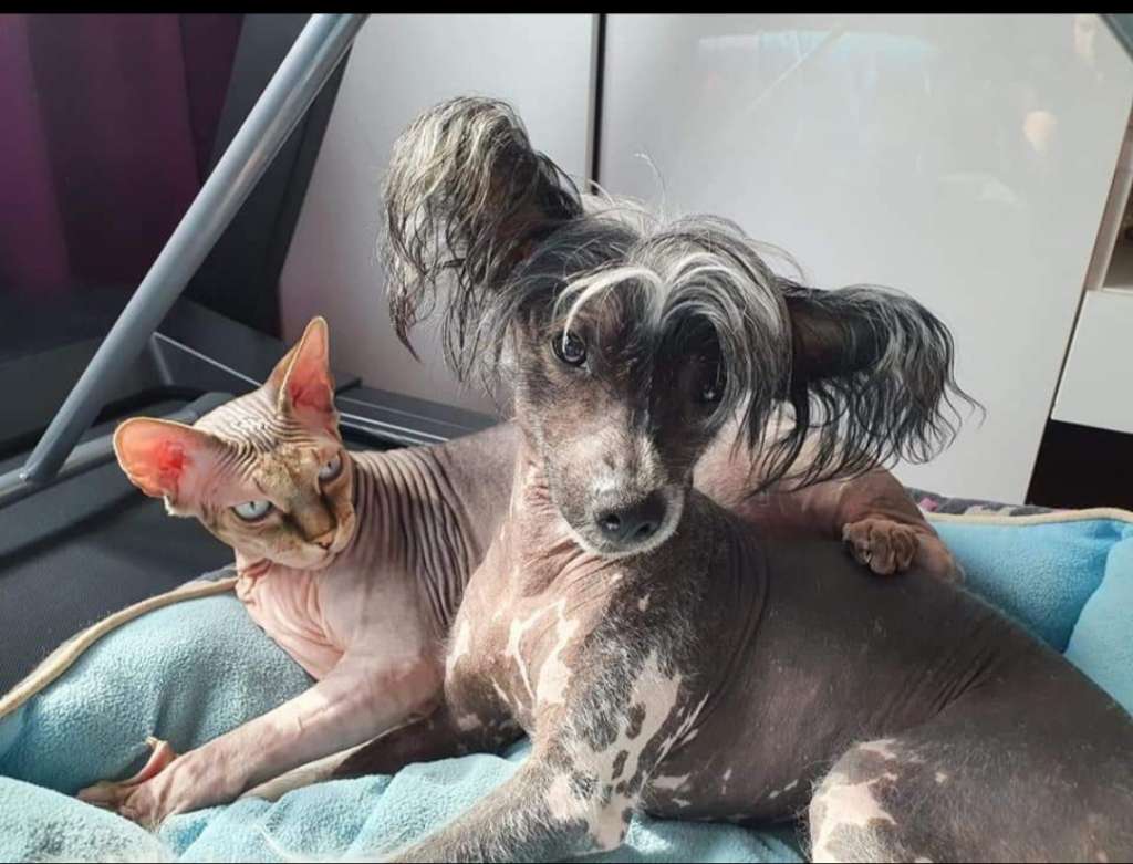 Jastin Kay Of May Hart