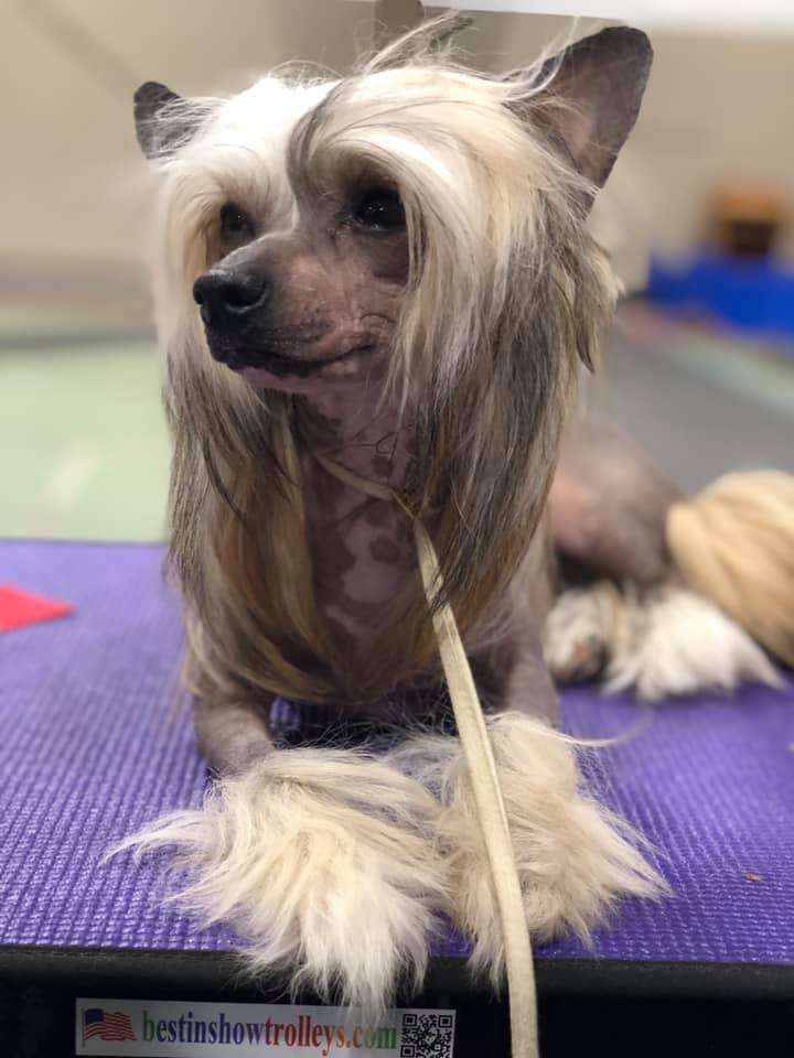 Firecrest Little Glass Slipper