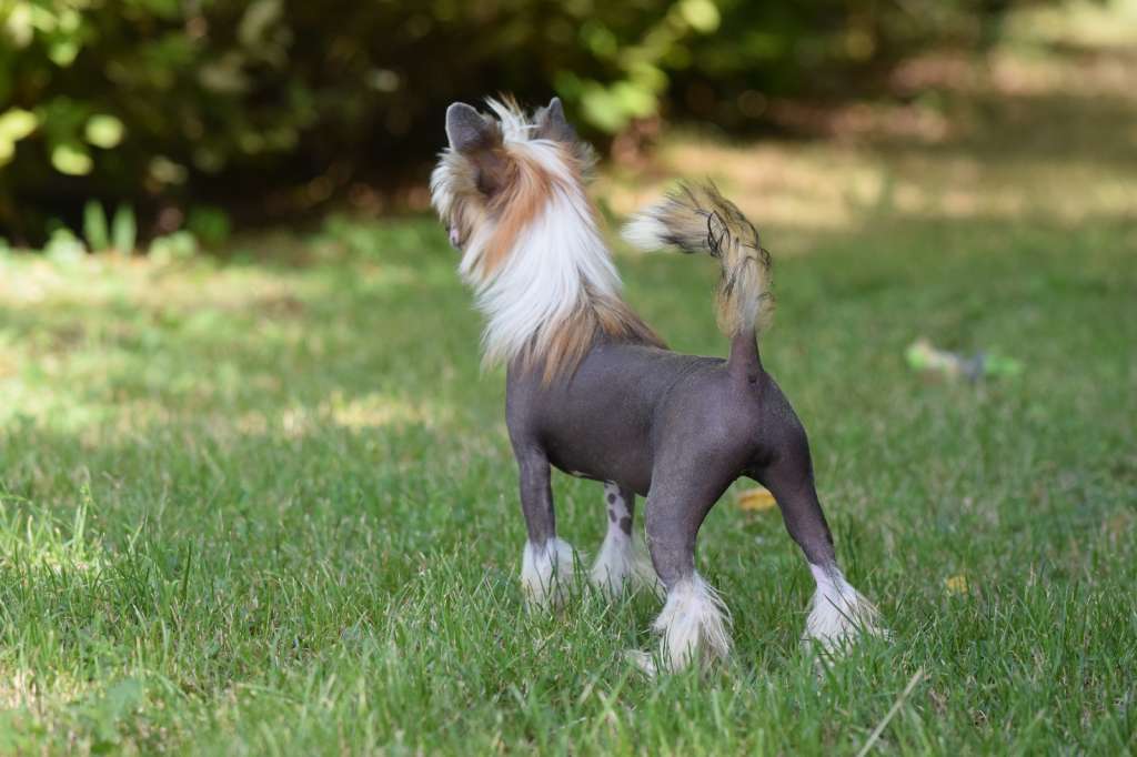 Dakota Rose Blonde Ambition