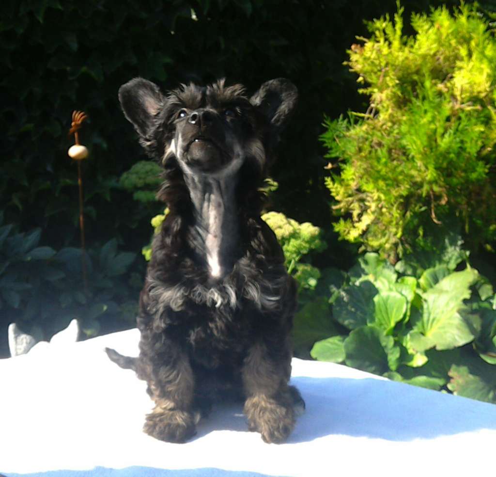 Dee Dee Chinese Dynasty Family