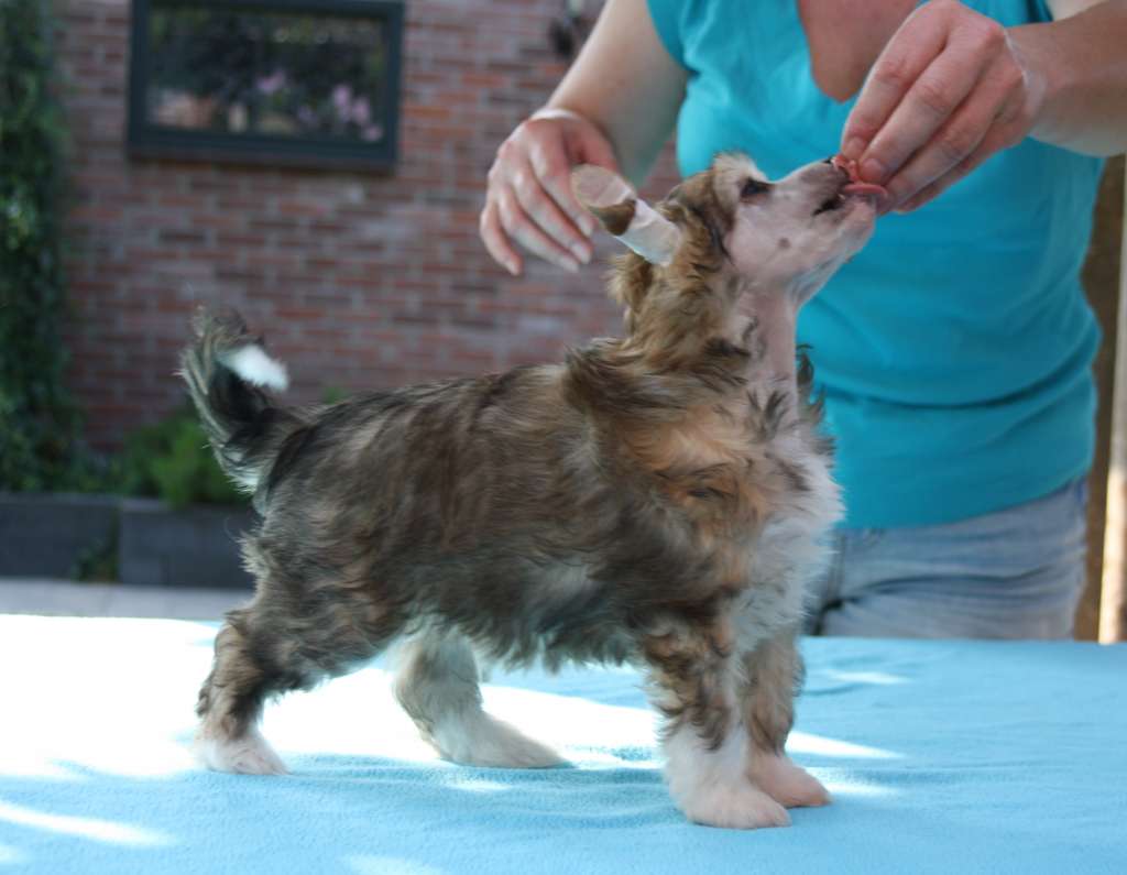 Rush Hour of Angel's Legacy