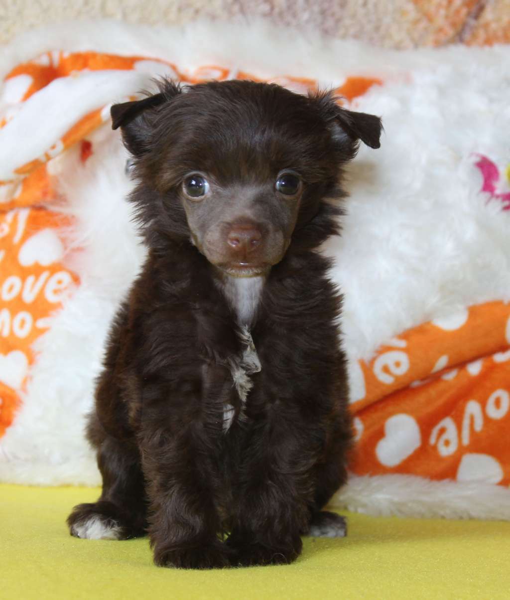 Charuyuschiy Soblazn Nelis Monte Choco