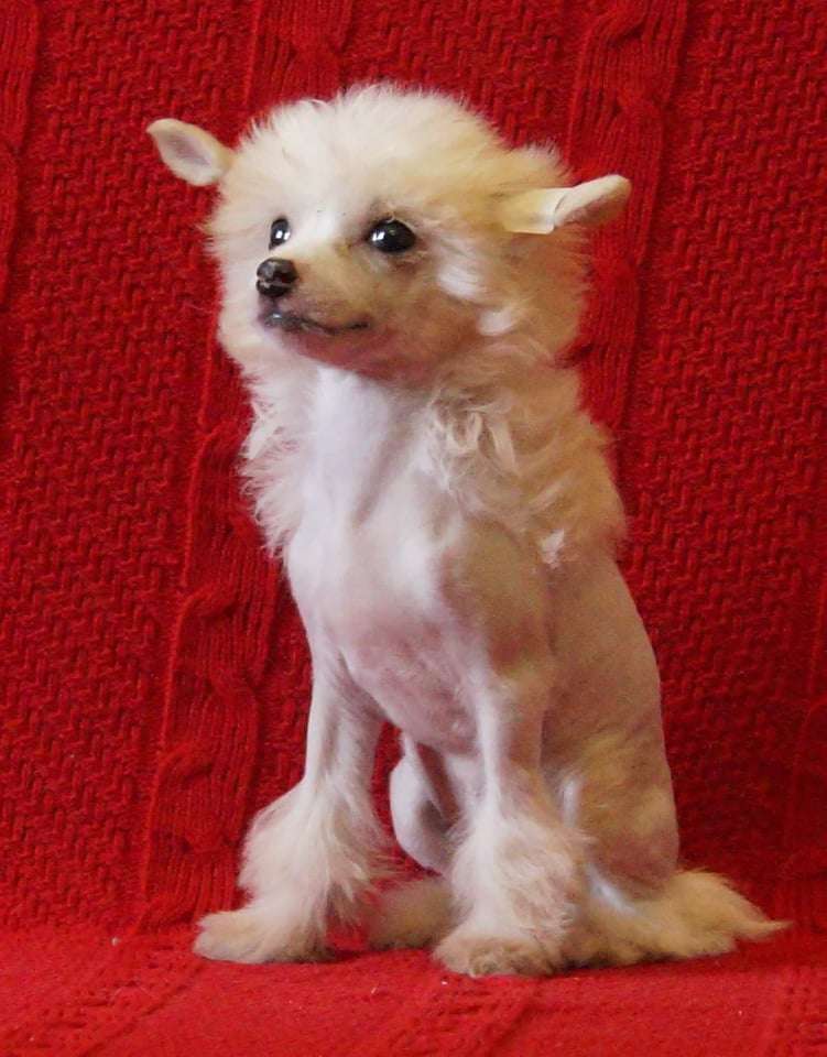 Mashama Mazi Rus Binti Bora