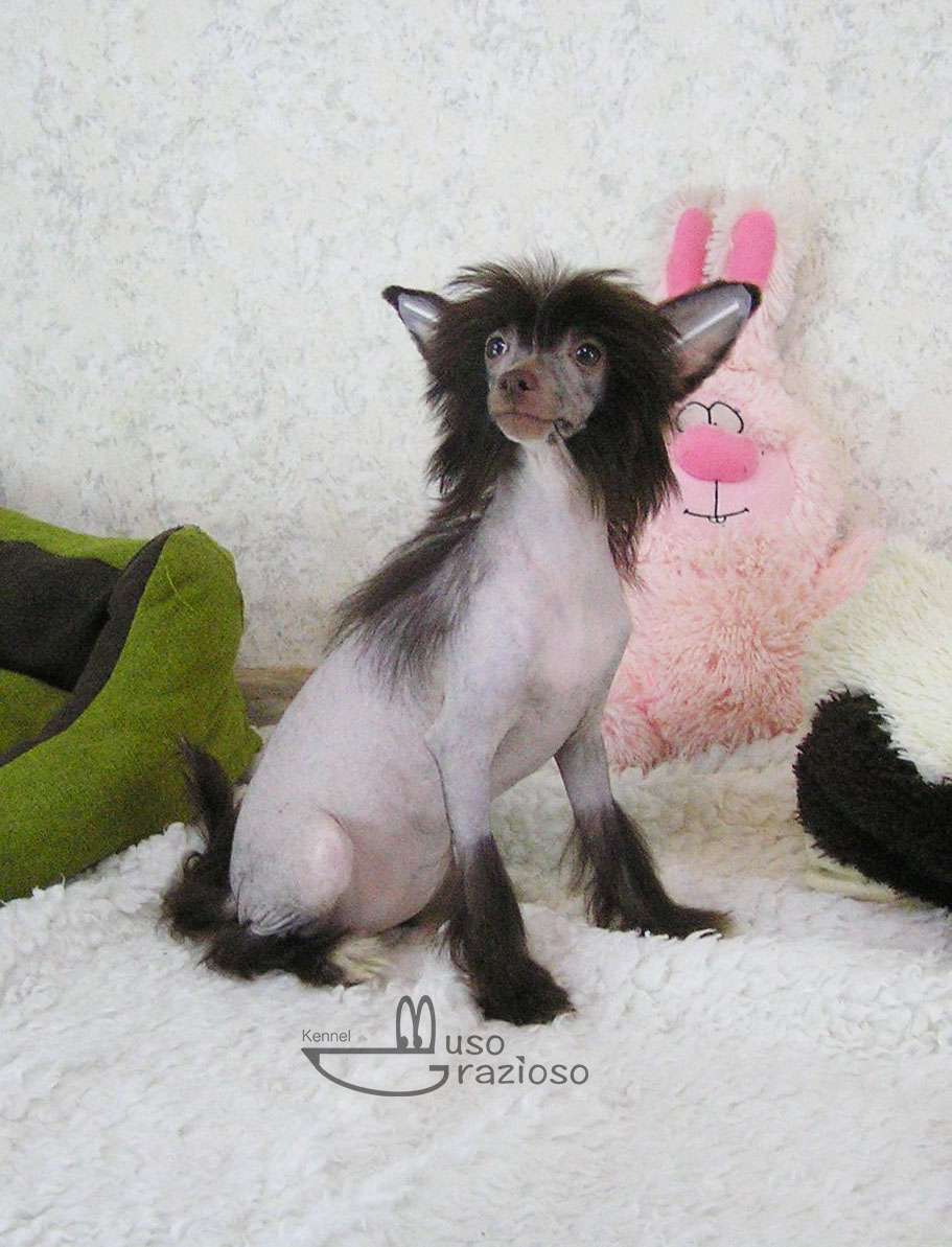 Muso Grazioso Suzanna