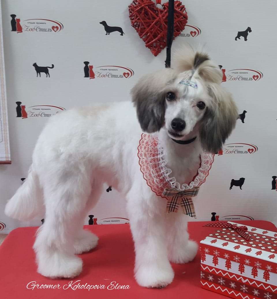 Sky Miracle Wioletta Snow