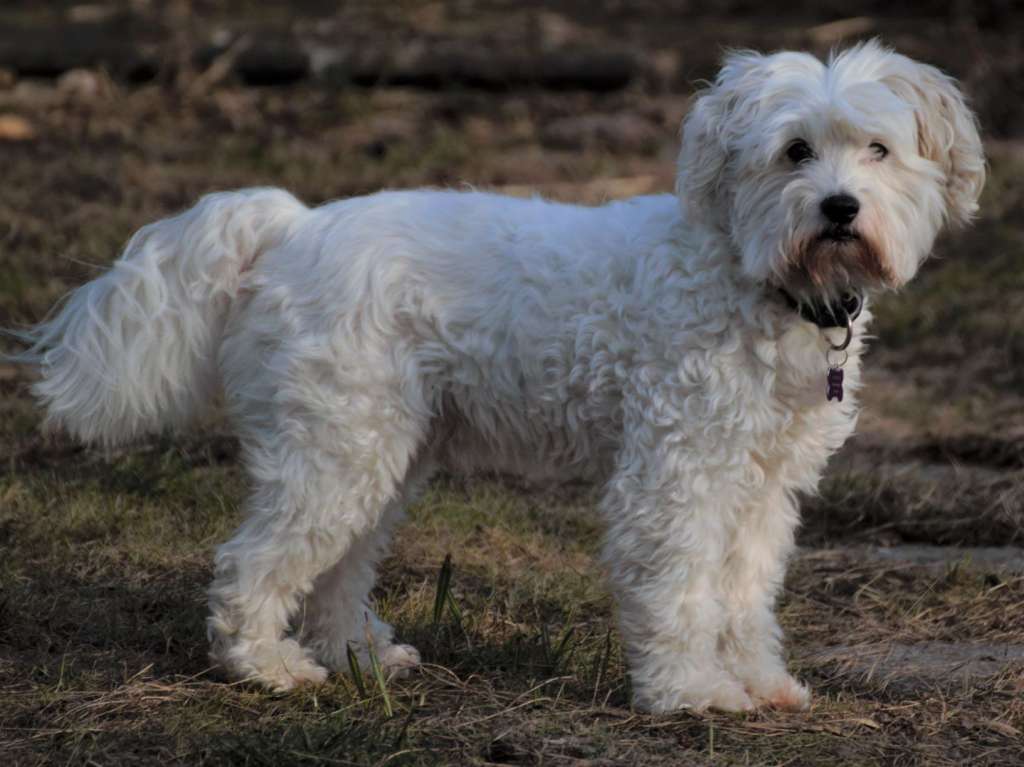 Ferrous's Ping Pong Pooh