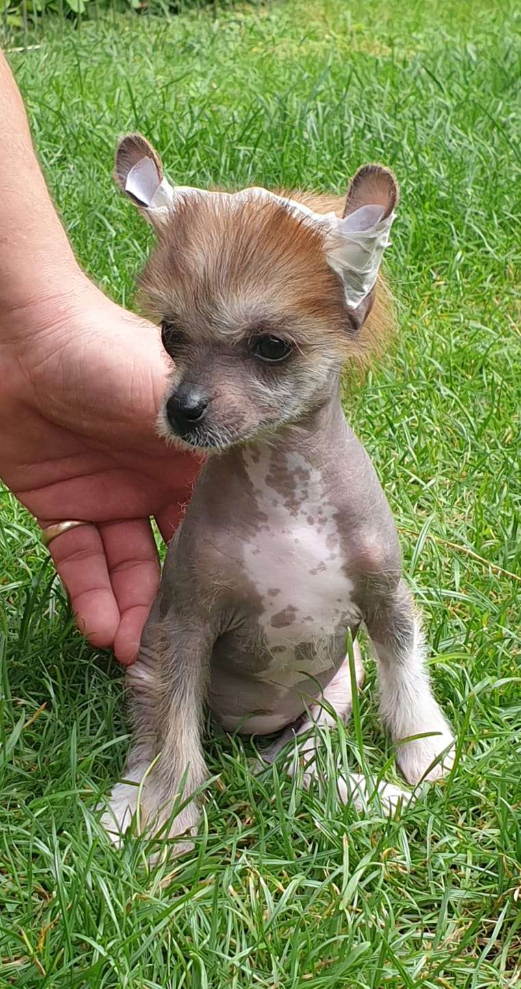 Ariina-Scarlett Mia Vita Felicita