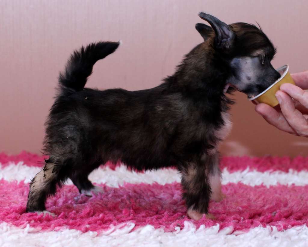 Artic Flyer's You and I