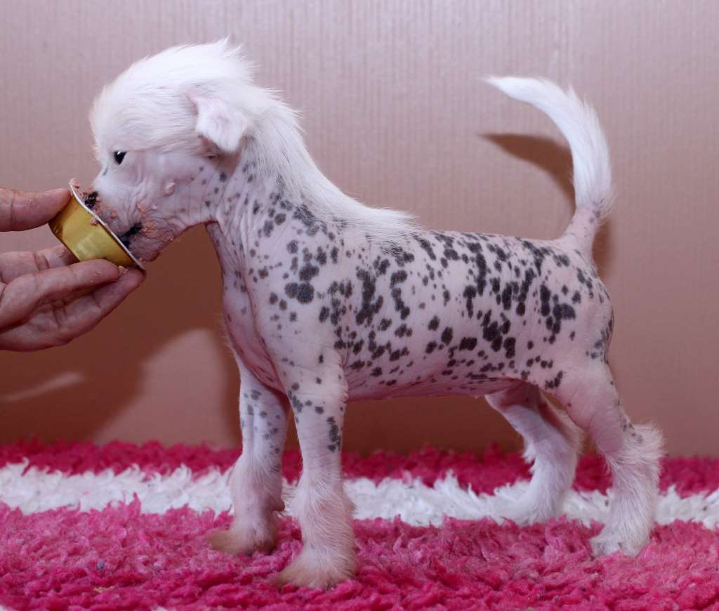 Artic Flyer's Perfect Illusion