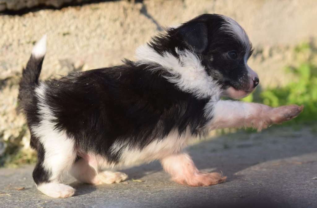 Artic Flyer's Love Game