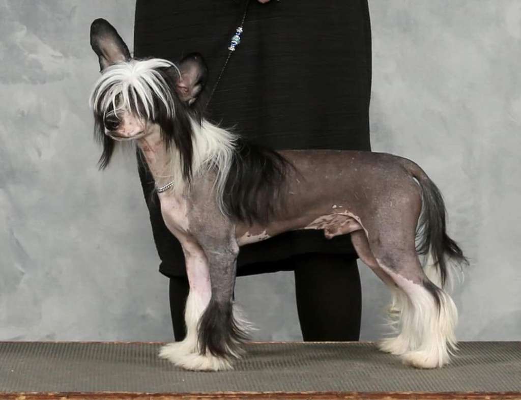 Magic Cresteds Fabio and It's Magic