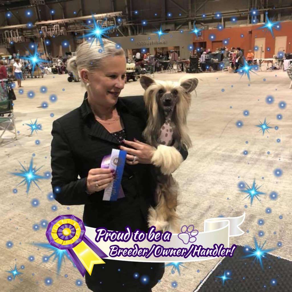 Magic Cresteds Falco