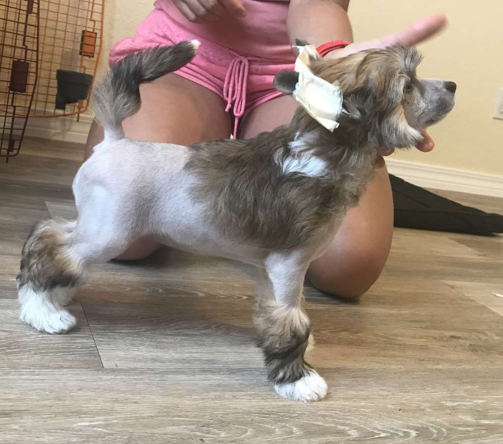 Magic Cresteds Grace (pending)