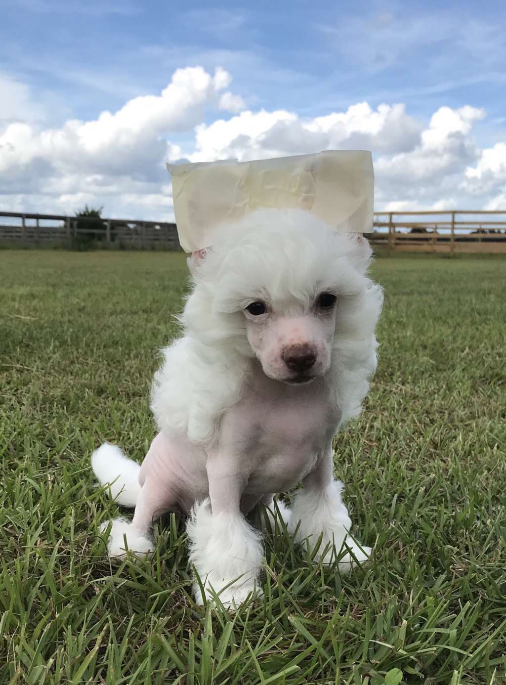 Magic Cresteds Victory of Vals