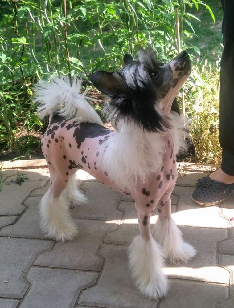 Anima Anakine Haneli Nice