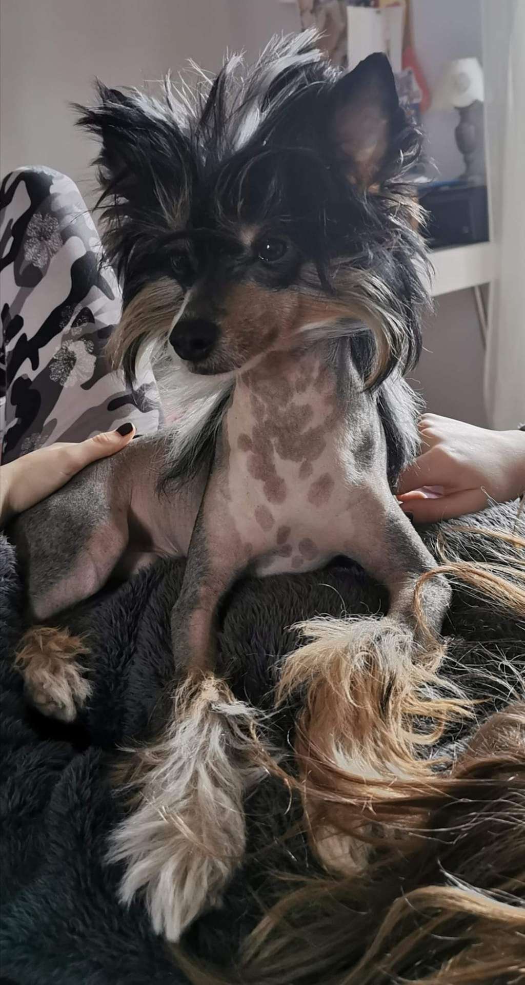 Baphomet Baal Haneli Nice