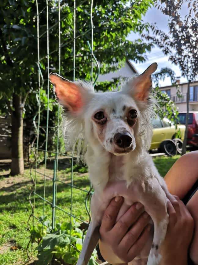 Bumble Bee Haneli Nice