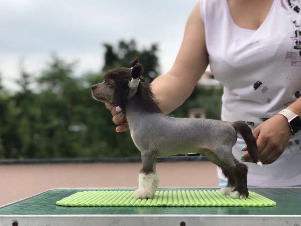 Stars at Sea Unleashed