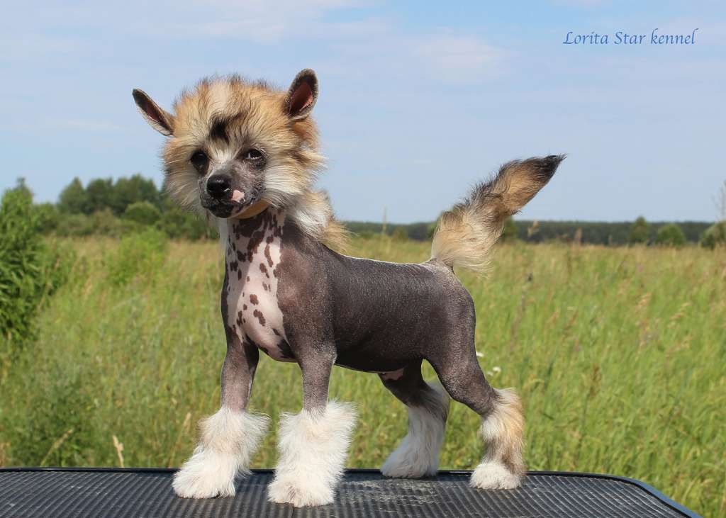 Lorita Star Nezemnaya Lyubov'