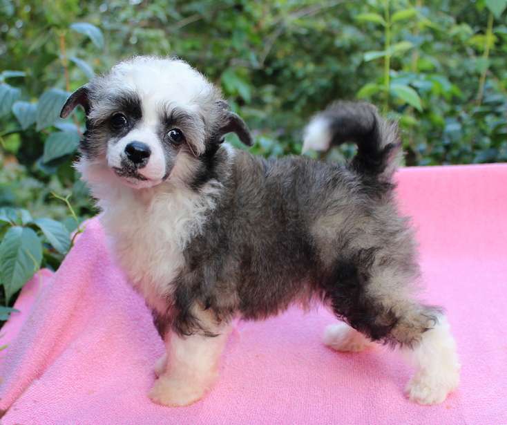 Angel O' Check Hitrets