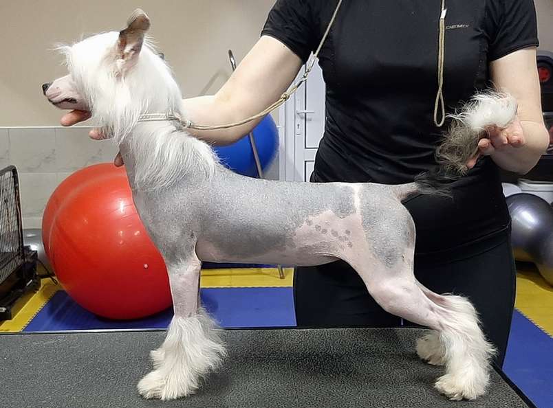 Angel O' Check Hanni Bryzgi Shampanskogo