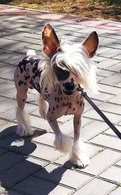 Angel O' Check Tsar Gvidon