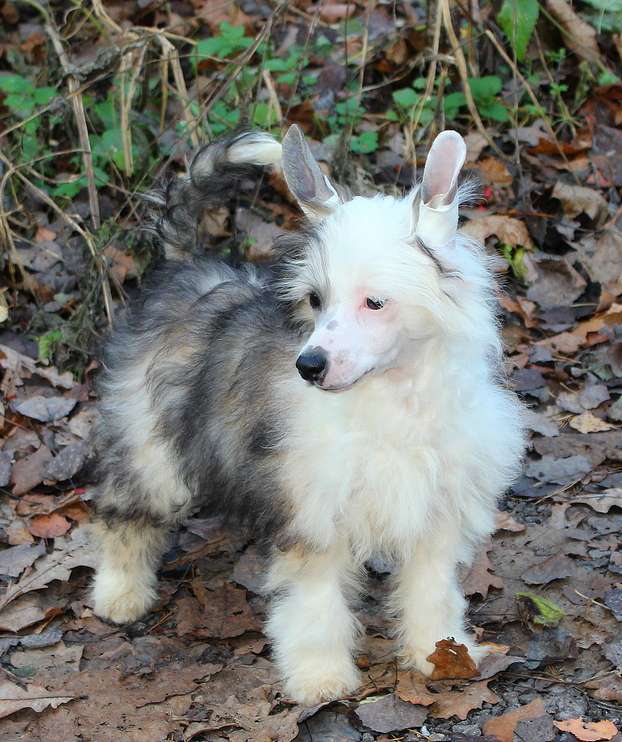 Angel O' Check Cirkascka