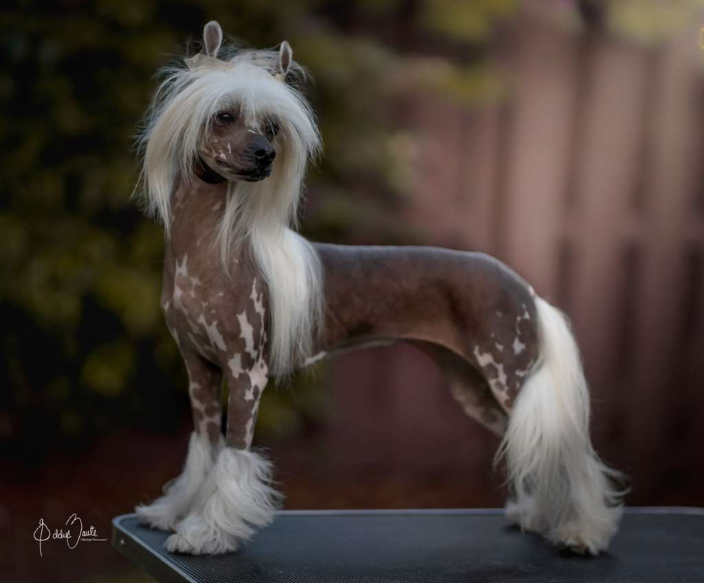 The Lion Lady's Serengeti Twilight at MyAngel DOM