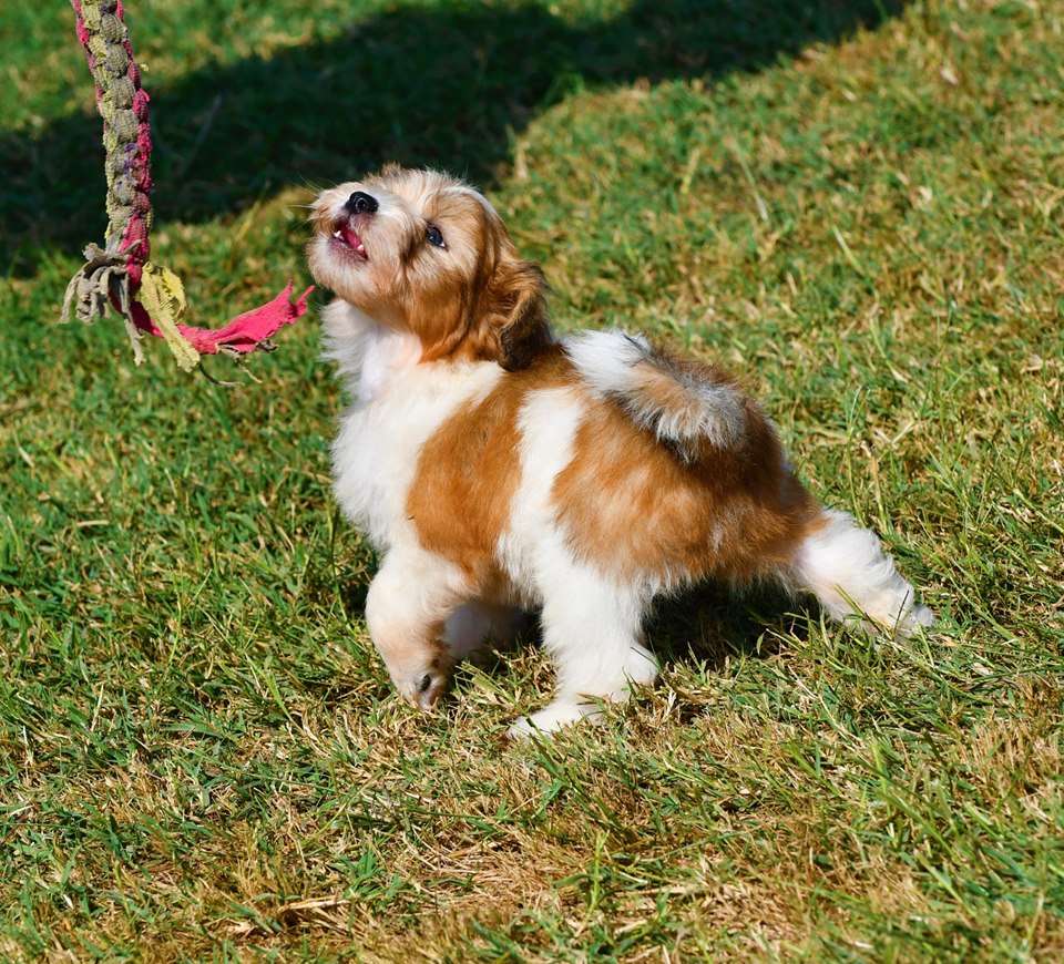 Little Dog Of Dream Pop Corn