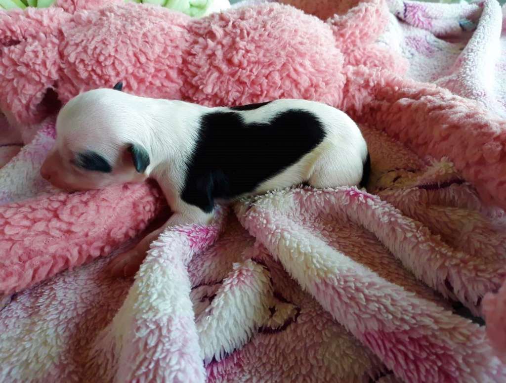 Little Dog Of Dream P'tit Marquis