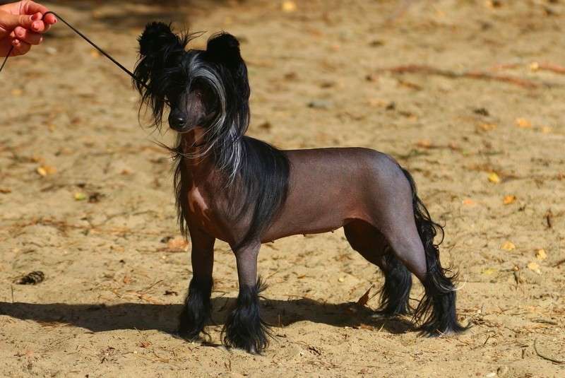 Little Dog Of Dream P'tite Reine