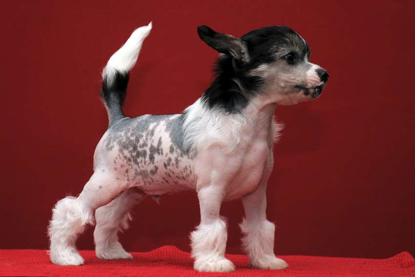 practical hero Xavier