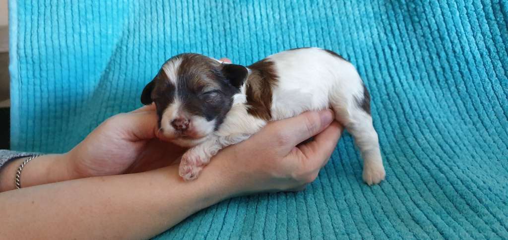 Practical Hero Whispering Answer