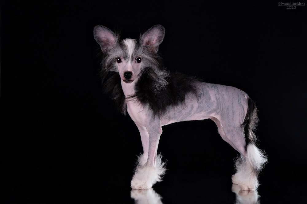 Grand Passage Cleopatra