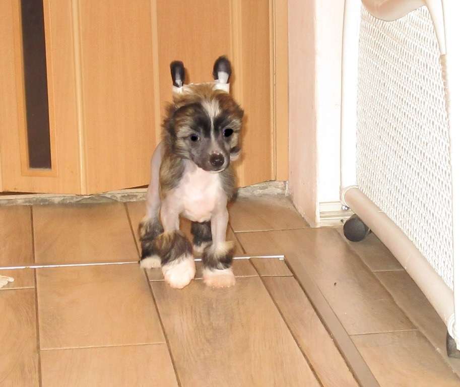 Zoltar Exotic World FCI