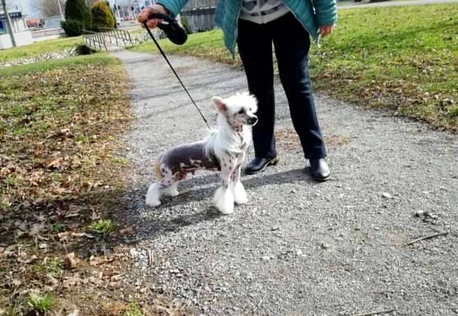 Dust in the Wind Laminacka