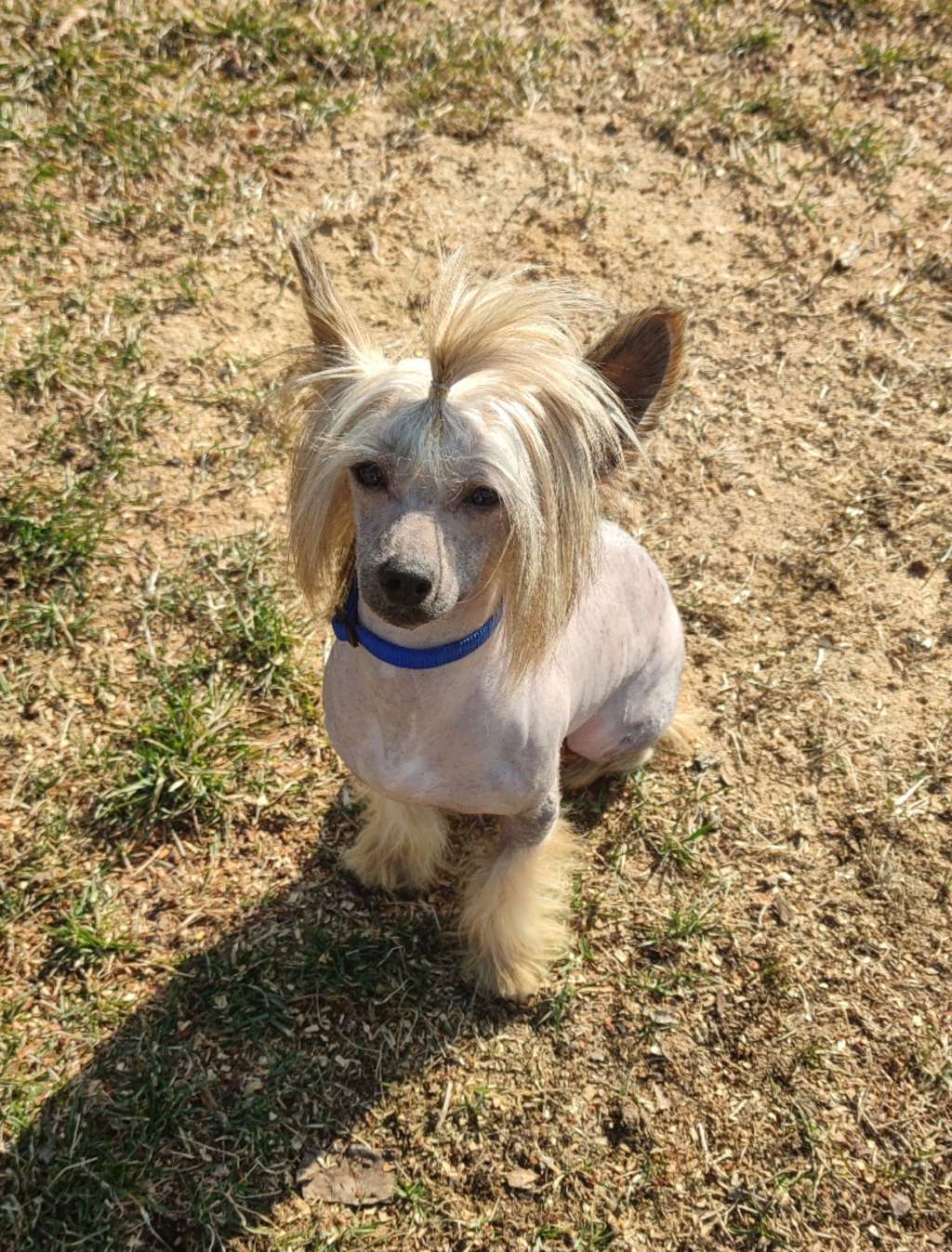 Diamond on the Sky Laminacka