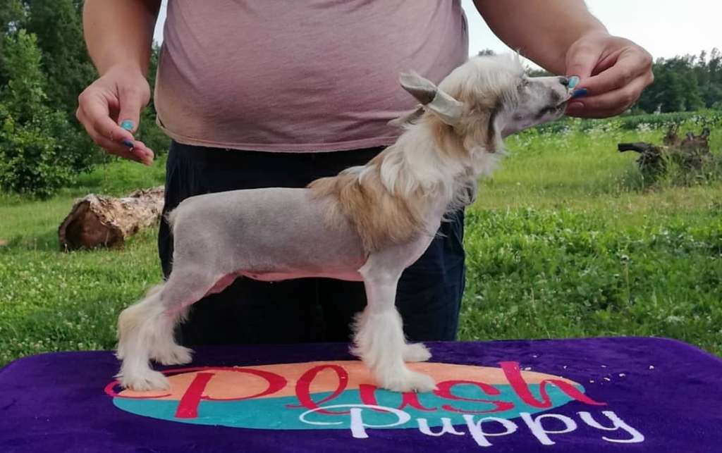 Devil's advocate Laminacka