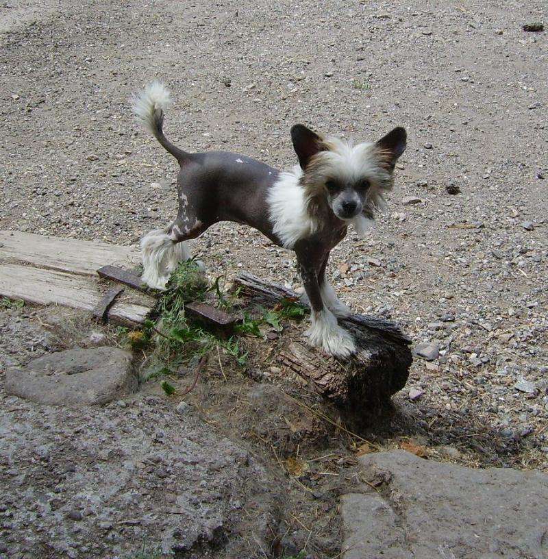 Porsche Little Champs