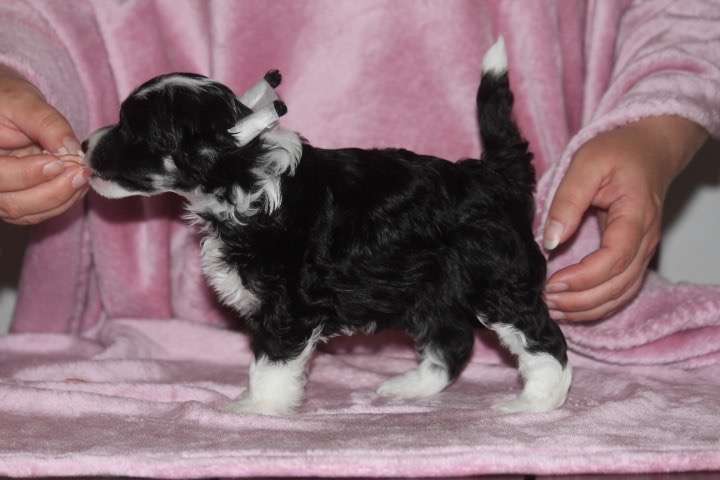 Kultapaimenen OMG Dont Tell Mama