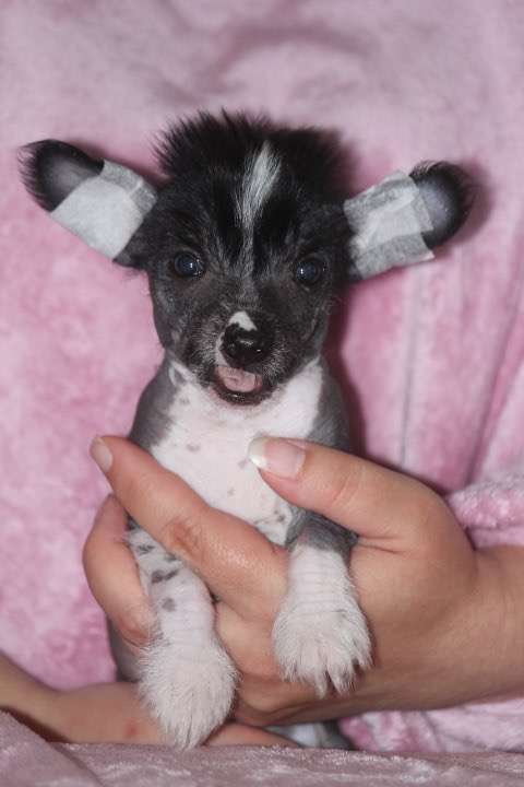 Kultapaimenen OMG Im Naked