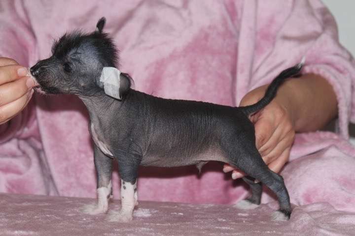 Kultapaimenen OMG I Have No Hair