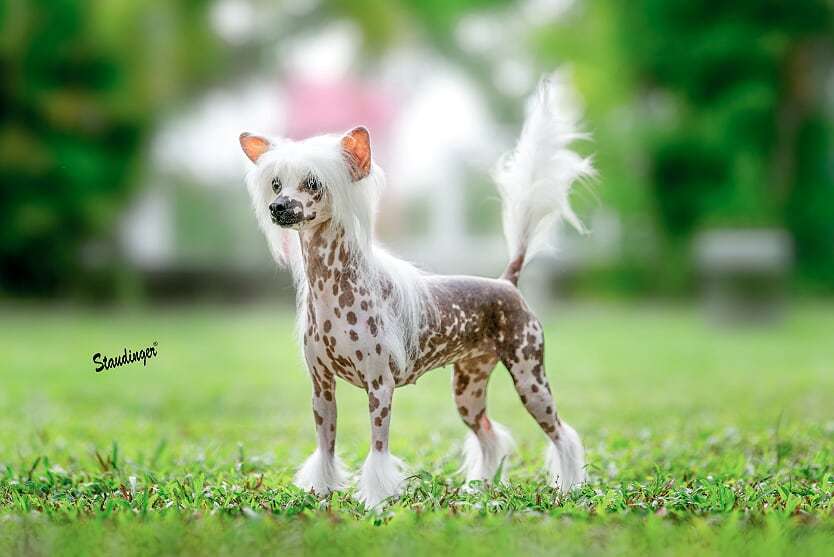 Lapinus Dancing Queen