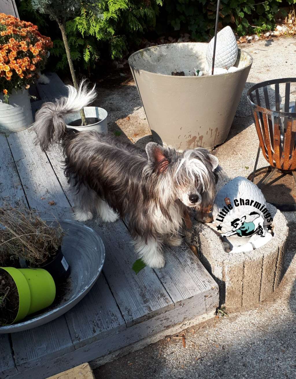 Quibes Little Charmings