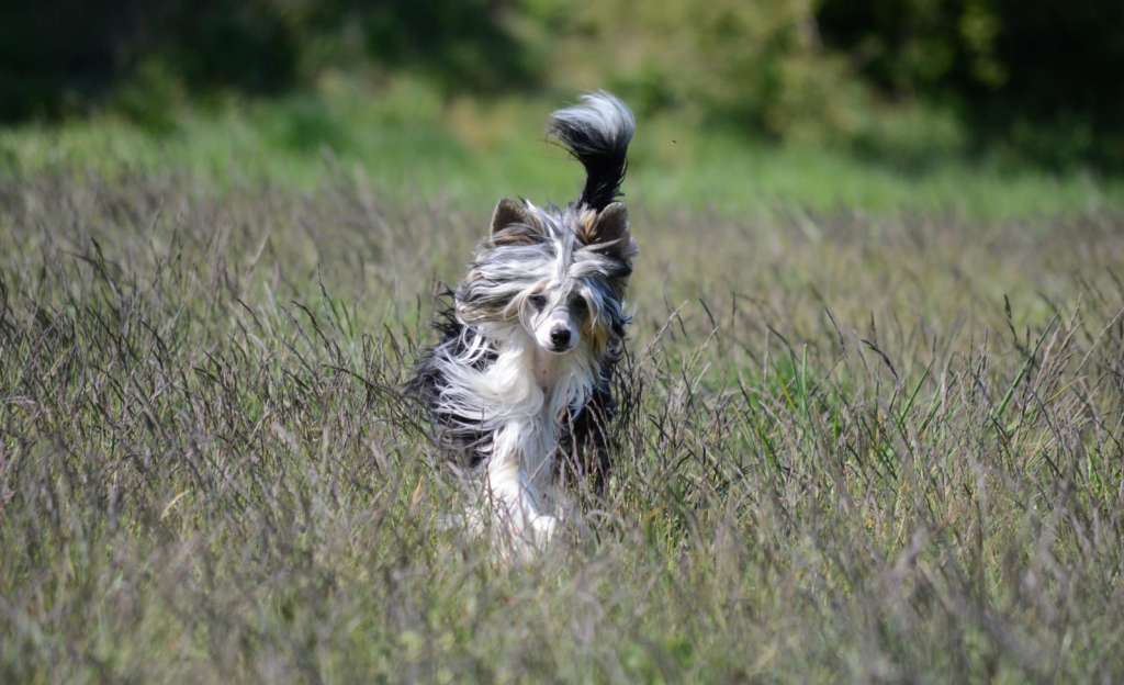 Crazy Cresteds Grisca Binoh