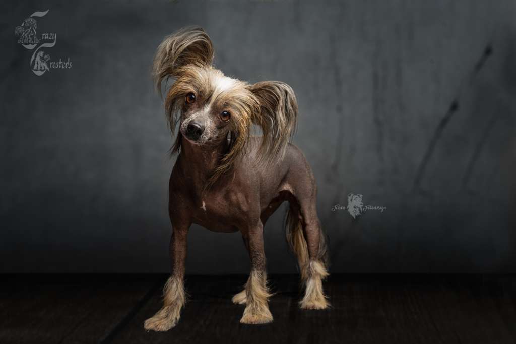 Crazy Cresteds Greta Binoh