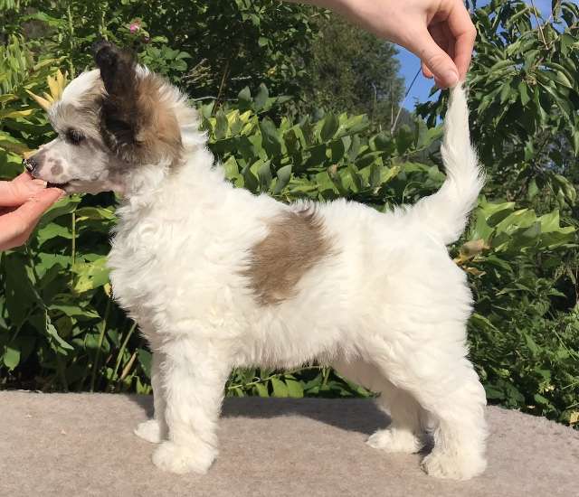 Moelmo's Amazing Opera