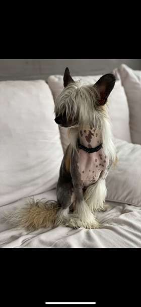 Moelmo's A Piece Of Magic